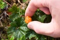 Picking cloudberry