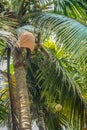 Picking coconuts