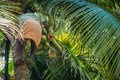 Picking coconuts