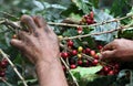 Picking coffee beans