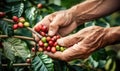 Picking Coffee Beans: A Close-Up of Hands Harvesting Fresh Beans Royalty Free Stock Photo