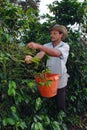 Picking coffee farmer