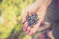 Fresh blue berries in the hand of a young woman: collecting while hiking on the mountains