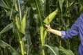 Picking a  corn from the maize plant - A woman plucks corn from the field, close-up on the hand Royalty Free Stock Photo