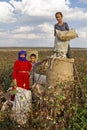 Cotton pickers in Sanliurfa, Turkey