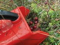 Picking cranberries using a berry harvester close-up in the forest. The artistic effect of film grain Royalty Free Stock Photo