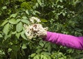 Picking elder blossoms Royalty Free Stock Photo
