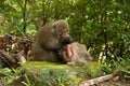 Japanese monkeys picking fleas Royalty Free Stock Photo