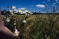 Picking flowers