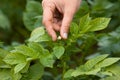 Picking flowers from the potatoes, closeup Royalty Free Stock Photo