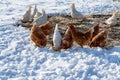 Free range brown and white hens of sustainable farm on snowy ground.