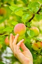 Picking Fresh Apple Royalty Free Stock Photo