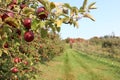 Picking Fresh Apples at the Orchard in Minnesota
