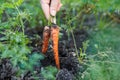 Farmers hand harvesting fresh carrots from vegetable garden Royalty Free Stock Photo