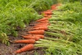 Harvest of fresh organic carrots on the ground outdoors