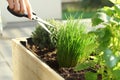 Picking fresh herbs grown on a raised bed on a balcony Royalty Free Stock Photo