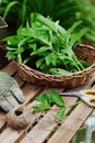 Picking fresh organic mint from own garden Royalty Free Stock Photo