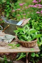 Picking fresh organic mint from own garden. Summer gardenwork on farm Royalty Free Stock Photo