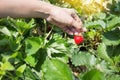 Picking fresh organic strawberries in woman hand growing Royalty Free Stock Photo