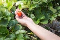 Picking fresh organic strawberries in woman hand growing Royalty Free Stock Photo