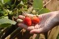 Picking of fresh organic strawberry Royalty Free Stock Photo