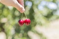 Picking a fresh red cherry Royalty Free Stock Photo