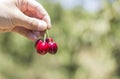 Picking a fresh red cherry Royalty Free Stock Photo