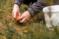 Picking fresh and ripe Cloudberries, Rubus chamaemorus as a Northern delicacy in Estonian bog.