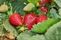 Picking fresh strawberries on the farm, Close up of fresh organic strawberries growing on a vine Royalty Free Stock Photo