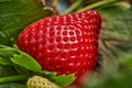 Picking fresh strawberries on the farm, Close up of fresh organic strawberries growing on a vine Royalty Free Stock Photo