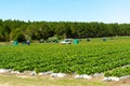 Picking fresh strawberries in strawberry farm Royalty Free Stock Photo