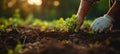 Picking fresh vegetables directly from the soil. The natural connection between man and nature in the harvesting process