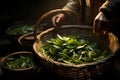 Picking fresh vegetables directly from the soil. The natural connection between man and nature in the harvesting process