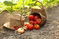 Picking fresh vegetables