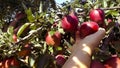 We pick ripe red apples in the garden in fall