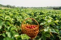 Picking fruits on strawberry field, Harvesting on strawberry farm. Straw basket full of fresh strawberries. Woman