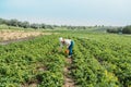 Picking fruits on strawberry field, Harvesting on strawberry farm. Woman farmer holding basket full of fresh