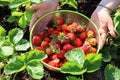 Picking fruits on strawberry field, Harvesting on strawberry farm, strawberry crop. Woman holding bowl with strawberry