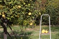 Picking fruits from tree