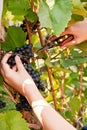 Picking grapes