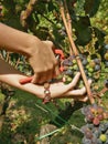 Picking grapes