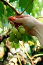 Picking grapes