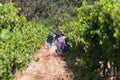 Picking grapes, Stellenbosch, South Africa Royalty Free Stock Photo