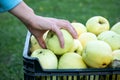 Picking green apple from a box full of apples. Autumn fruit harvest Royalty Free Stock Photo