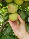 Picking a green apple off an apple tree.