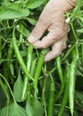 Picking green chili peppers