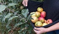 Picking the last apples in the garden. Apples for autumn apple pie from the garden Royalty Free Stock Photo