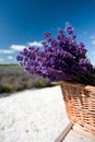 Picking Lavender