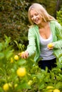 Picking Lemons Royalty Free Stock Photo