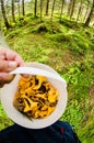 Picking mushrooms Royalty Free Stock Photo